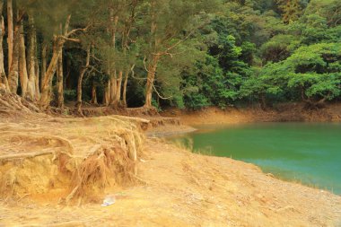 Şing Mun Reservoirof desen ağaçlar 