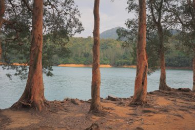 Şing Mun güzel ağaçlar desene