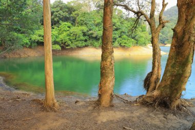 Şing Mun Reservoirof desen ağaçlar 