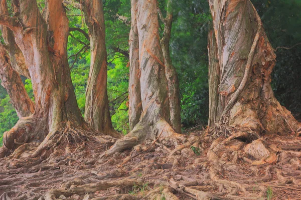 Şing Mun Reservoirof desen ağaçlar — Stok fotoğraf