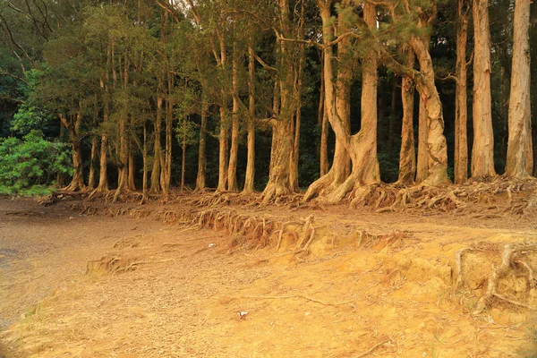 Pohon indah Pola di Shing Mun — Stok Foto