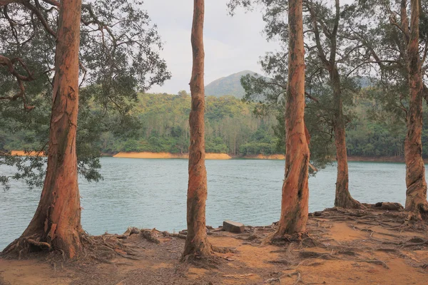 Padrão de árvores bonitas em Shing Mun Reservoir — Fotografia de Stock