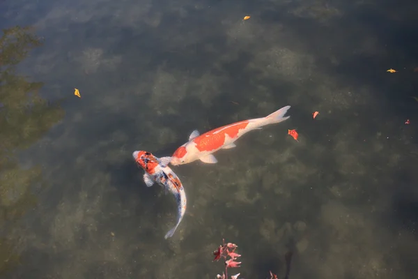 Carpa Koi dourada e folha de outono no canal, Kyoto, Japão — Fotografia de Stock