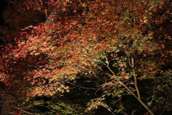 Stagione autunnale di notte kodaiji — Foto Stock