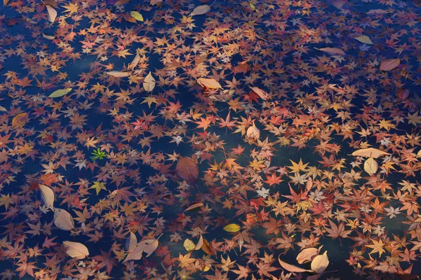 Autumn color leaves on the water — Stock Photo, Image