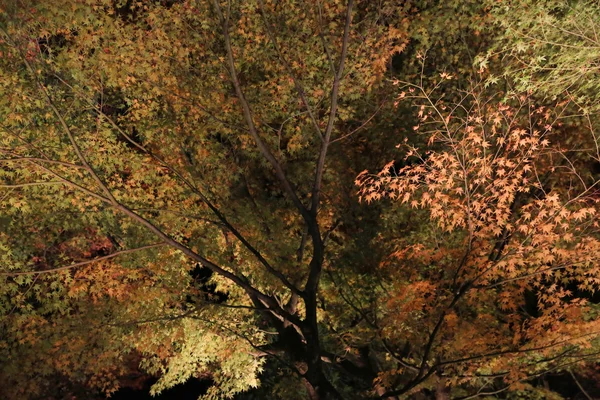 Temporada de otoño de noche kodaiji —  Fotos de Stock