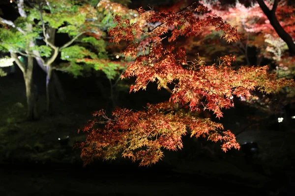 Stagione autunnale di notte kodaiji — Foto Stock