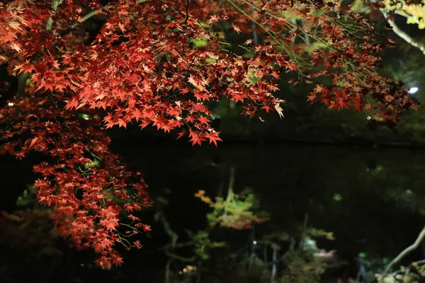 Temporada de otoño de noche kodaiji —  Fotos de Stock