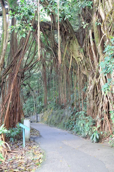 Út az erdőben, József road, hongkong, Kína — Stock Fotó