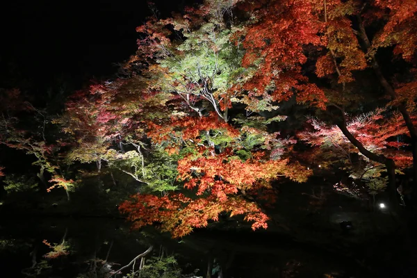Val seizoen van kodaiji nacht — Stockfoto