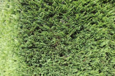 yeşil yaprakları duvar arka plan