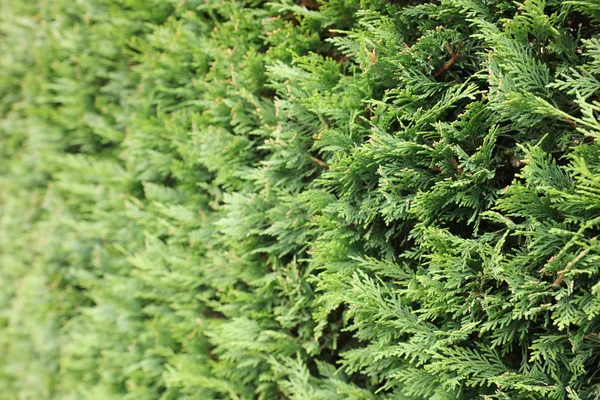 The Green leaves wall background — Stock Photo, Image