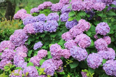 Bahçedeki mor ortanca çiçeği.