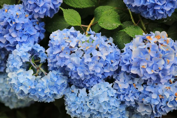 Hortensia bleu hortensias en été — Photo