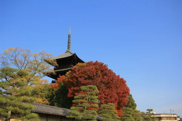 Pagode To-ji em Kyoto, Japão durante a temporada de outono . — Fotografia de Stock