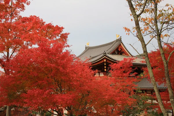 Teljes piros levelek a japán kert: Kyoto, Japán — Stock Fotó