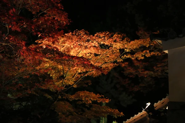 Estação de outono de noite kodaiji — Fotografia de Stock