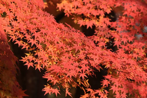 秋天的树叶的 Jojakuko 寺 — 图库照片