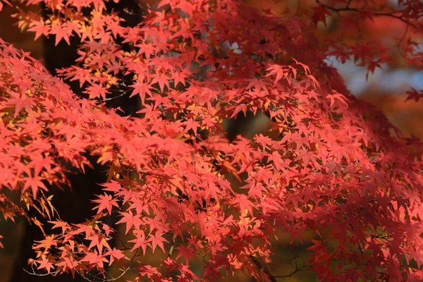 Folhas de outono de Templo de Jojakuko-ji — Fotografia de Stock