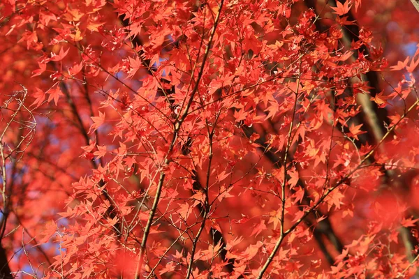 Höstlöv i Jojakuko-ji Temple — Stockfoto