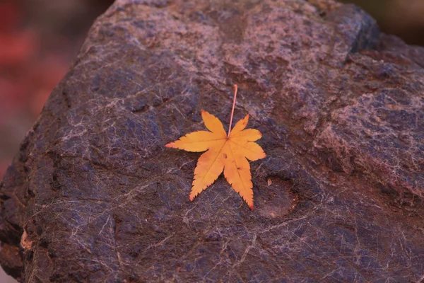 Yellow autumn maple leaf on stone pavement — Stock Photo, Image