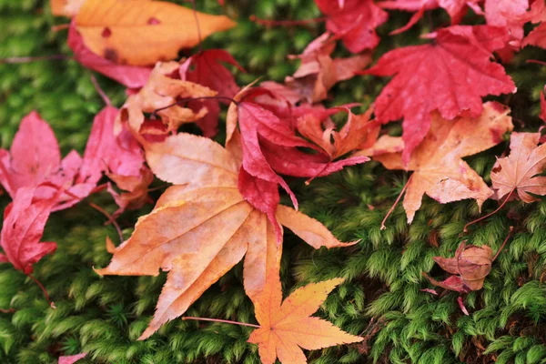 Hojas de otoño del templo de Jojakuko ji —  Fotos de Stock