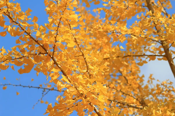 Осенние листья храма Дзёдзякуко-дзи — стоковое фото