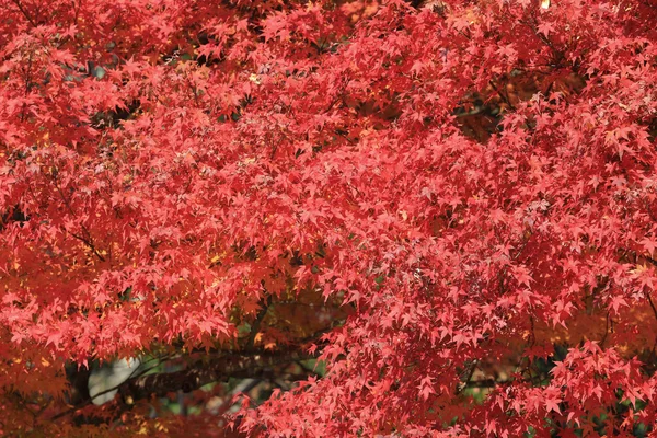Jesienne liście, Jojakuko-ji Rozciągacz — Zdjęcie stockowe