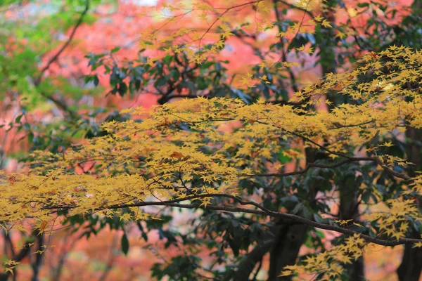 Autumn Leaves Of Jojakuko-ji Temple — Stock Photo, Image