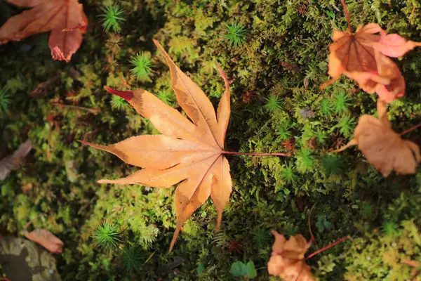 Червоне кленове листя на землі — стокове фото