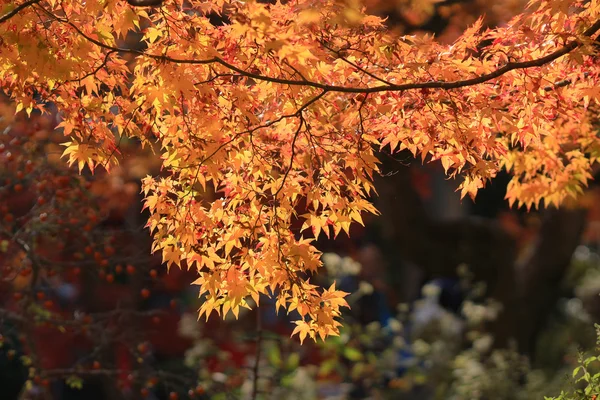 Autumn Leaves van Jojakuko-ji-tempel — Stockfoto