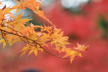 Jojakuko-ji Tapınağı sonbahar yaprakları