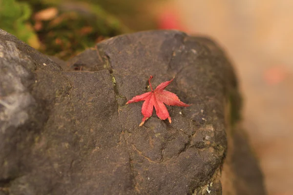Κόκκινο Φθινοπωρινό φύλλο σφενδάμου στο λιθόστρωτο — Φωτογραφία Αρχείου