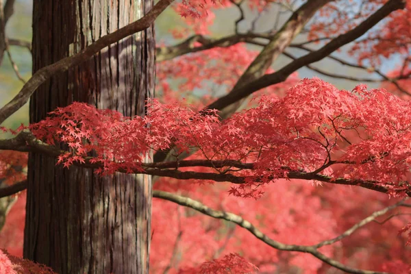 Hojas de otoño del templo de Jojakuko ji — Foto de Stock