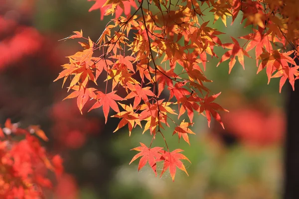Herbstblätter des Jojakuko-ji-Tempels — Stockfoto