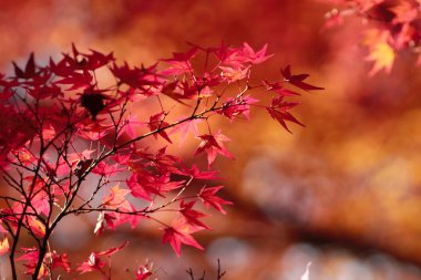 Kyoto Tapınağı'nda sezon sonbahar