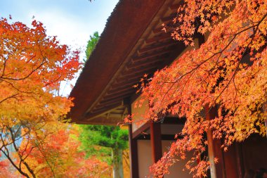 Deva Jojakukoji Tapınağı'nda sezon sonbahar