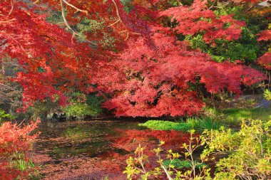 Sonbahar. Yasehieizanguchi sonbahar