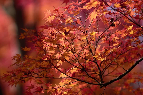 Herbstsaison im Kyoto-Tempel — Stockfoto