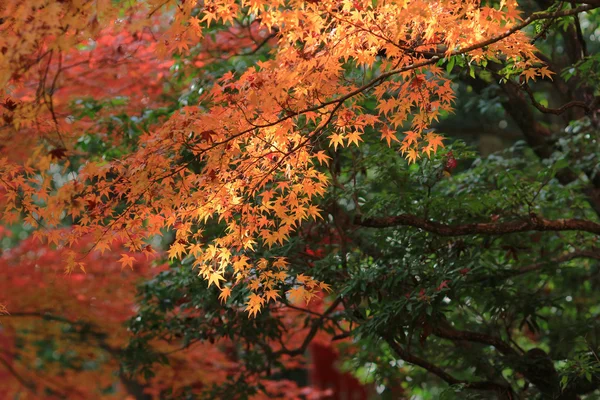 Época de outono no templo de Kyoto — Fotografia de Stock