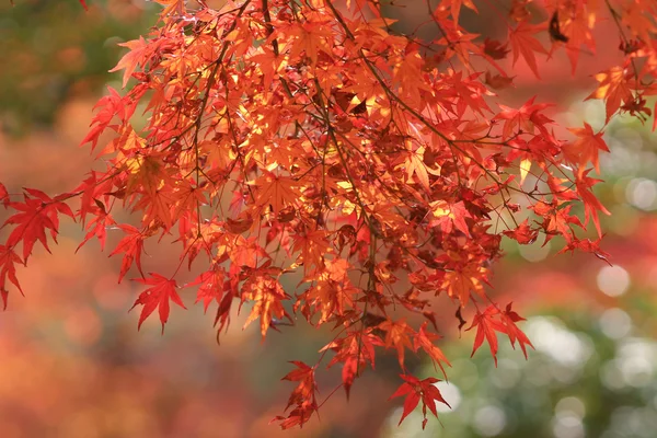 Осіннє листя Jojakuko-ji Temple — стокове фото
