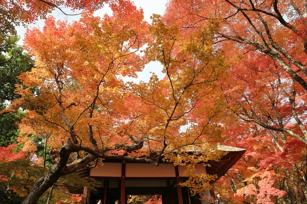 Deva Jojakukoji Tapınağı'nda sezon sonbahar — Stok fotoğraf