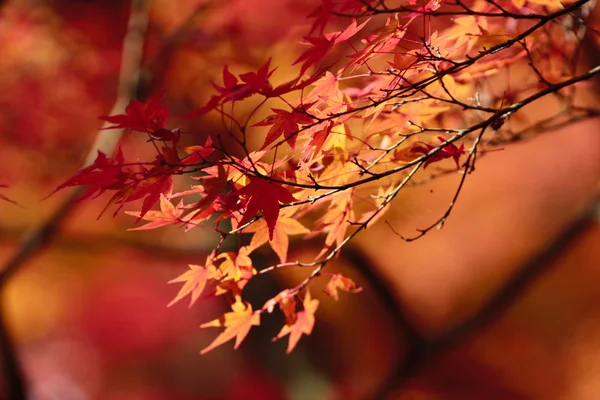 Época de outono no templo de Kyoto — Fotografia de Stock