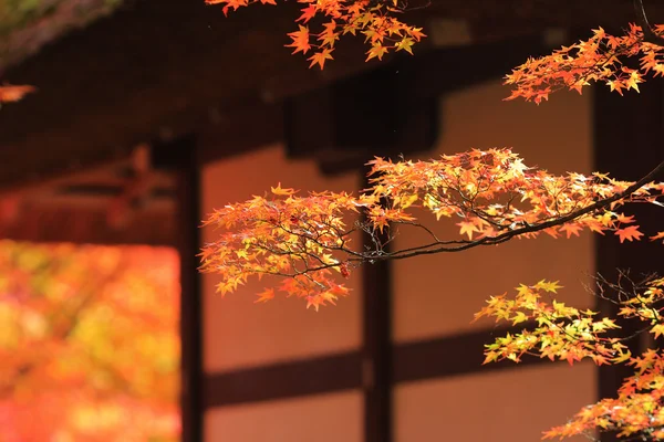 Temporada de otoño del templo de Jojakukoji — Foto de Stock