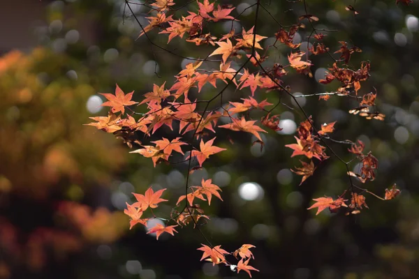 Höstsäsongen på Kyoto temple — Stockfoto