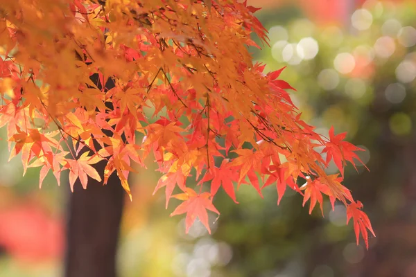 Hojas de otoño del templo de Jojakuko ji — Foto de Stock