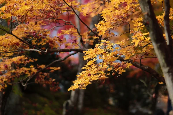 Őszi szezon Kyoto templomban — Stock Fotó