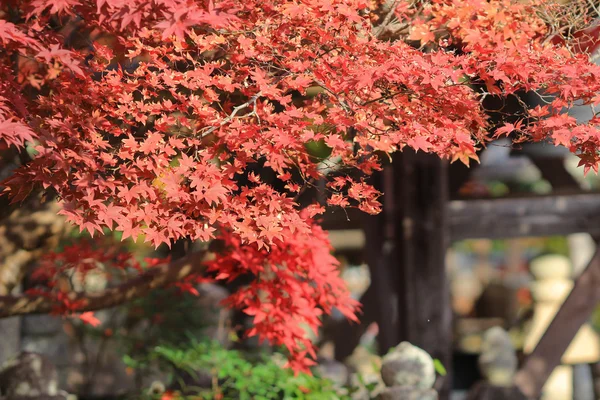 Foglie di autunno di Adashino Nenbutsu-ji — Foto Stock