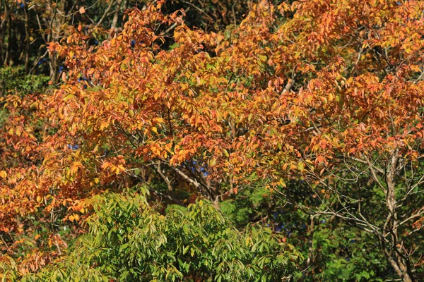 Rode Japans maple herfst val — Stockfoto