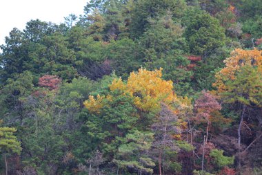 Japonca akçaağaç yaprakları renkli